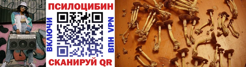 купить   Вельск  Галлюциногенные грибы Cubensis 